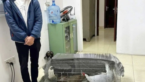 VKS đã kháng nghị vụ nuôi gà lôi bị 6 năm tù, anh nông dân được tại ngoại