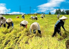Chuyển từ đất trồng lúa sang đất nuôi cá có phải xin phép không?