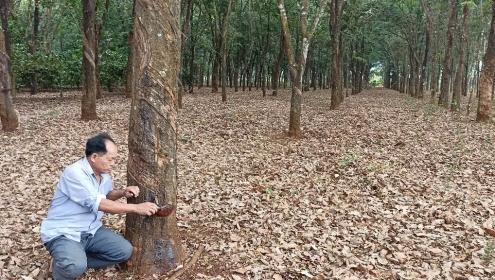 Giấy hợp tác làm ăn hay hợp đồng chuyển nhượng quyền sử dụng đất?