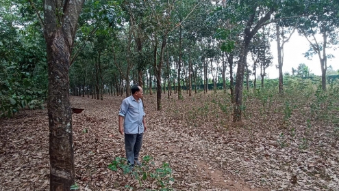 Phúc thẩm vụ án Giấy hợp tác làm ăn hay hợp đồng chuyển nhượng quyền sử dụng đất?