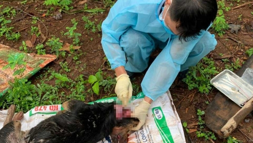 Con chó cắn nhiều người ở Đắk Lắk dương tính virus bệnh dại