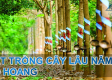 BỎ HOANG ĐẤT TRỒNG CÂY LÂU NĂM CÓ BỊ THU HỒI ĐẤT KHÔNG?